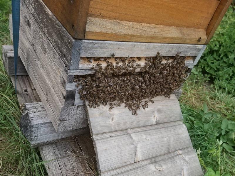 Bienen bei Hitze dicht gedrängt über Anflugbrett und Flugloch einer Beute
