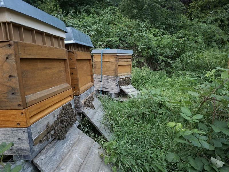 Drei Bienenbeuten am beschatteten Rand des Bienenstands, an jedem Flugloch ein Bienenbart
